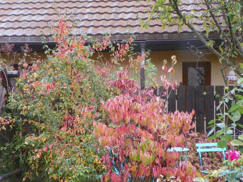 2 nov (27) - Gradina 2019