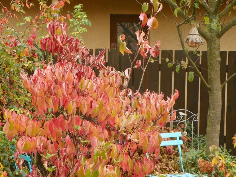 2 nov (28) - Copacei si arbusti 2019