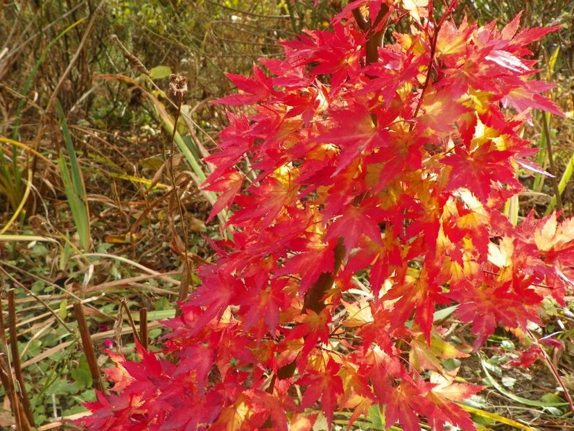 2 nov (50) - Copacei si arbusti 2019