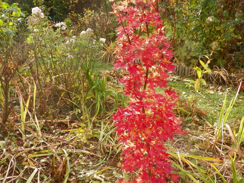 2 nov (59) - Copacei si arbusti 2019