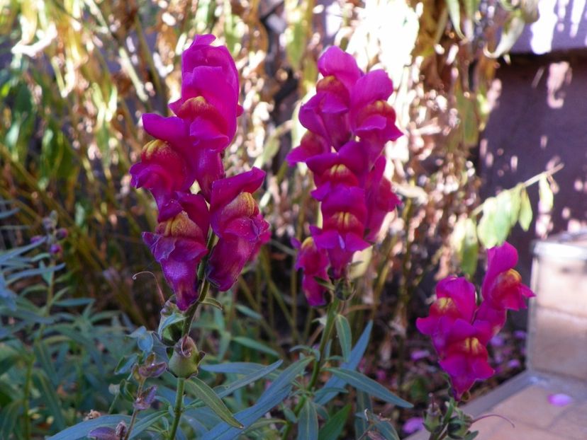 2 nov (2) - Toamna 2019