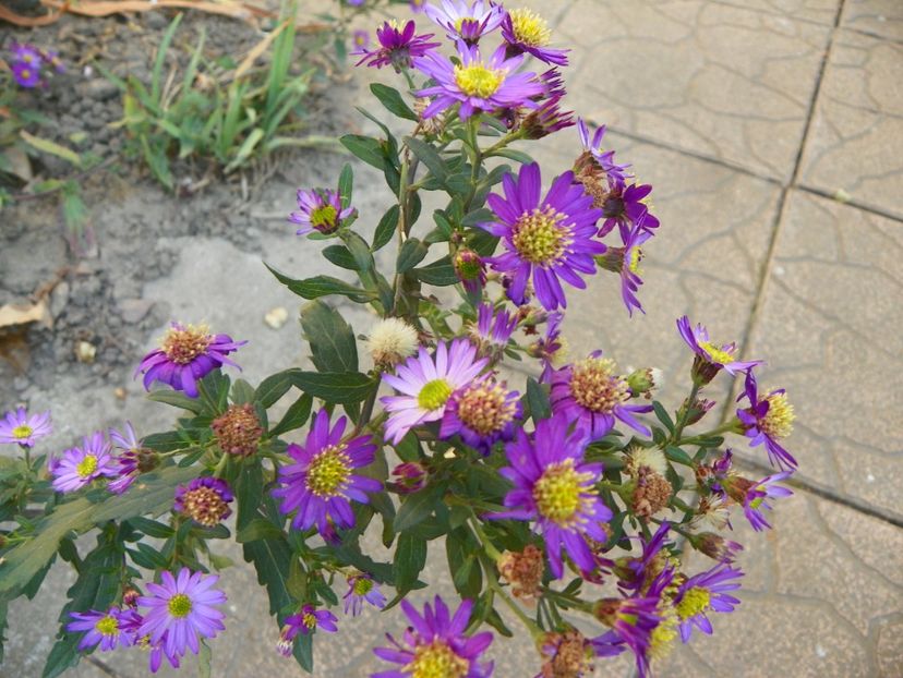 2 nov (3) - Toamna 2019