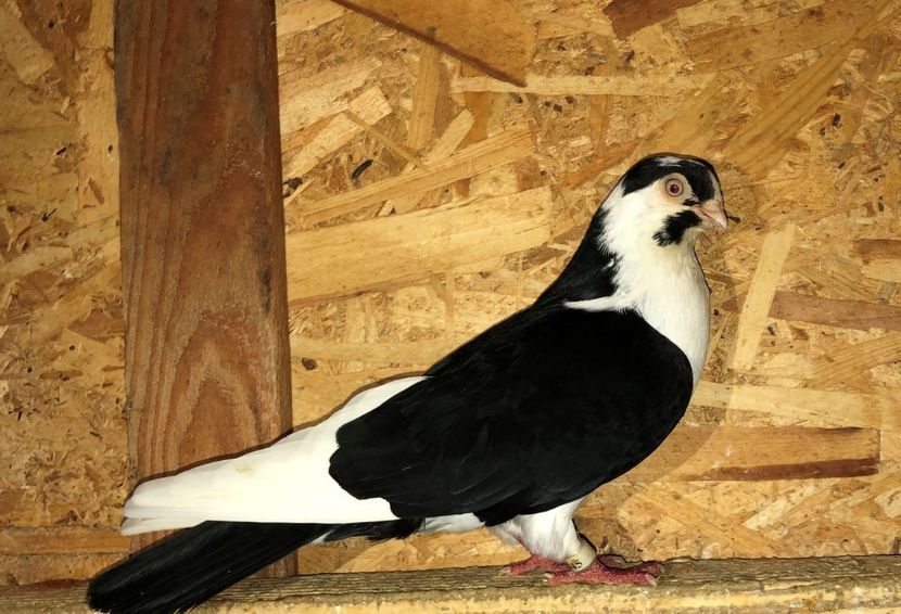 mascul  2012 - Plecați ALBUM 2