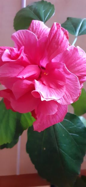 - Hibiscus 2015-2024