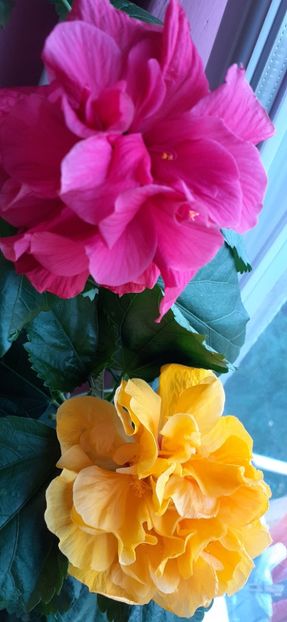  - Hibiscus 2015-2024