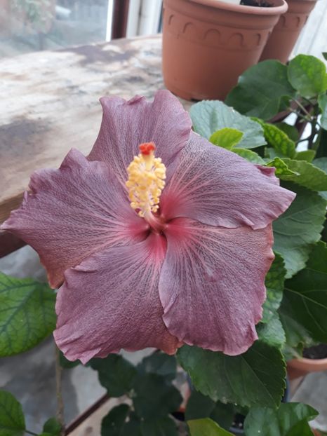  - 1- HIBISCUS 2019