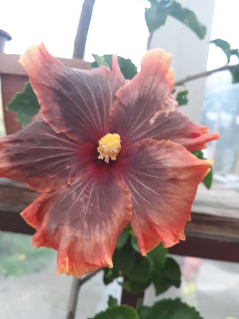  - 1- HIBISCUS 2019