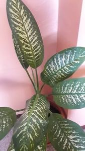  - 003-1 Dieffenbachia