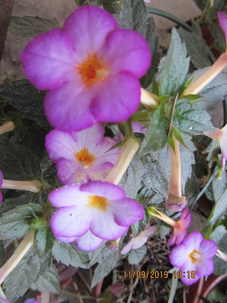  - ACHIMENES 2020 - VANZARI HIBRIZI