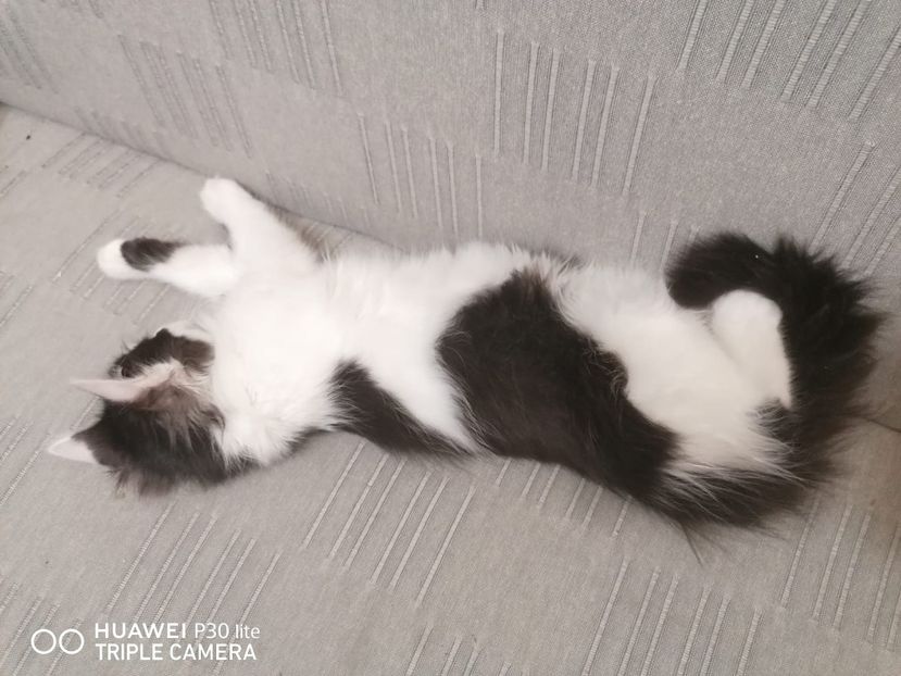 IMG-20191124-WA0020 - Pisicute