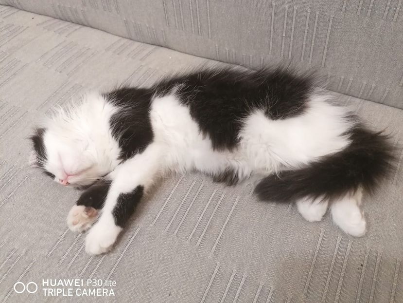 IMG-20191124-WA0018 - Pisicute