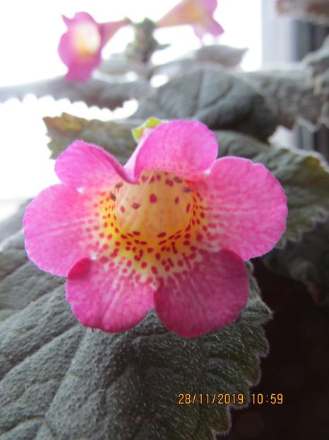 MM's Janli - ACHIMENES 2020 - VANZARI HIBRIZI