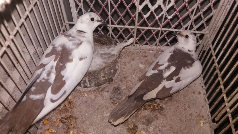  - TURTURELE RAZATOARE 2019