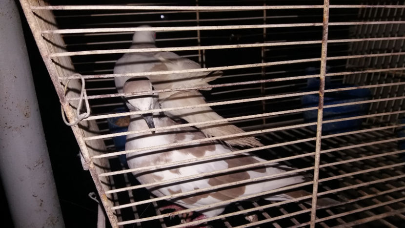  - TURTURELE RAZATOARE 2019