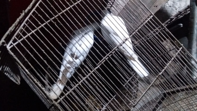  - TURTURELE RAZATOARE 2019