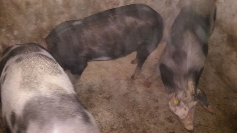  - PORCI PETRAIN 2019