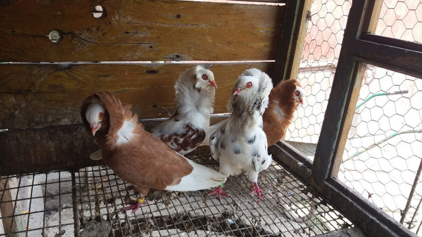 IMG-20191127-WA0001 - PORUMBEI CAPUCINI 2019