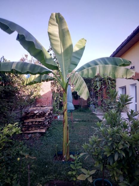  - Banan