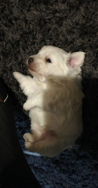 IMG-20191127-WA0009 - CATEII DE BISON MALTEZ 2019