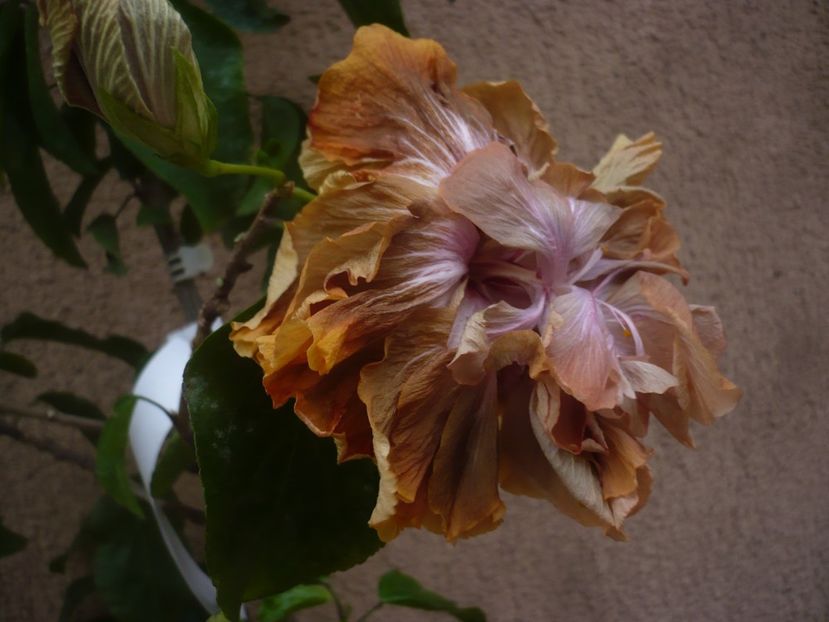 P1430298 - HIBISCUSI 2019-3