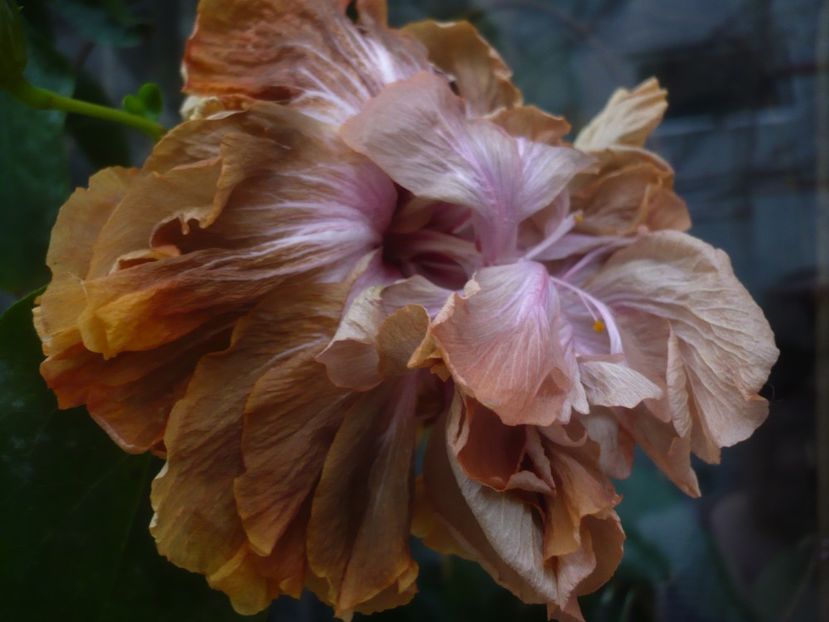P1430302 - HIBISCUSI 2019-3