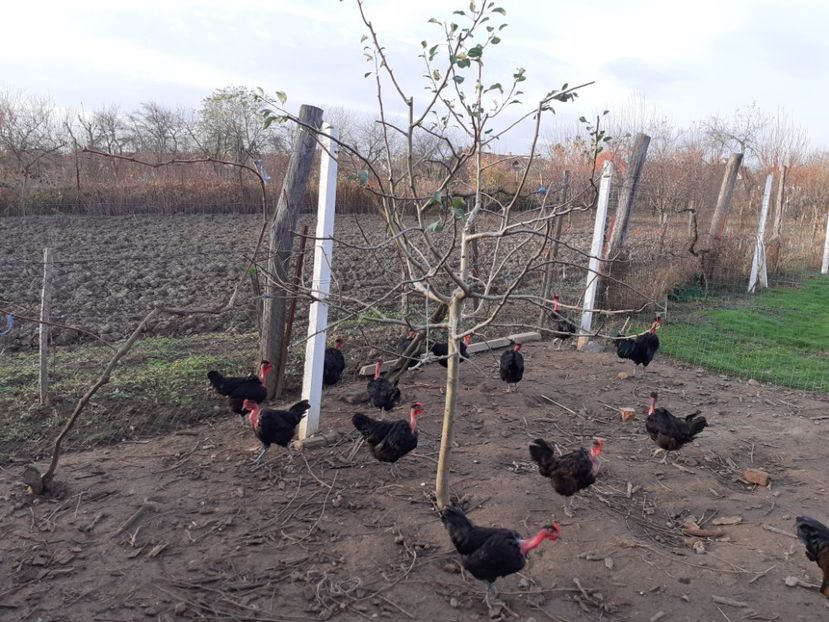  - Gat golas de Transilvania Negru 2019