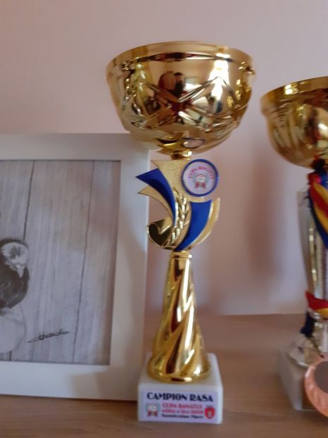  - Campion Sânnicolau Mare 2019