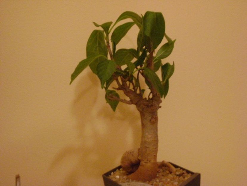 Adansonia digitata - Bonsai si prebonsai 2018-2020