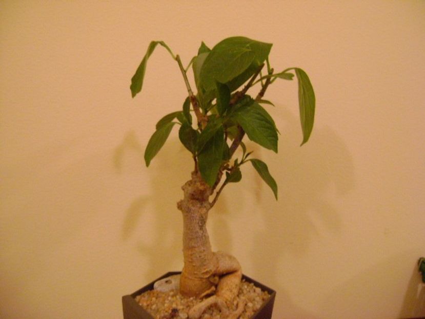 Adansonia digitata - Bonsai si prebonsai 2018-2020