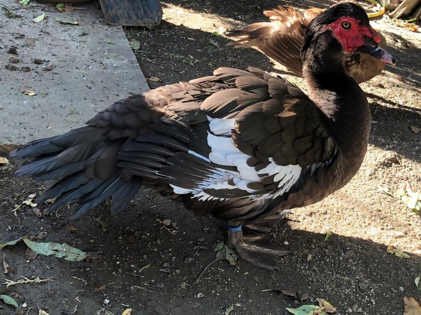 Ulise - 0001 rate lesesti matca 2020 lot 1