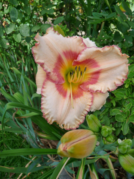  - Hemerocallis