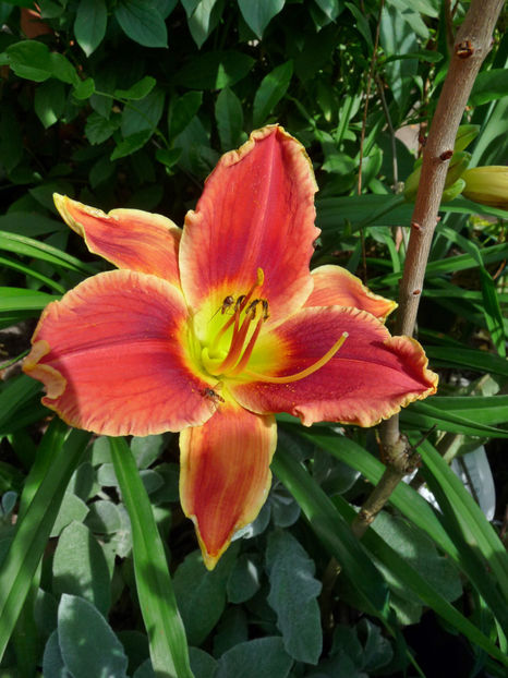  - Hemerocallis