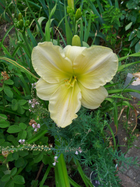  - Hemerocallis