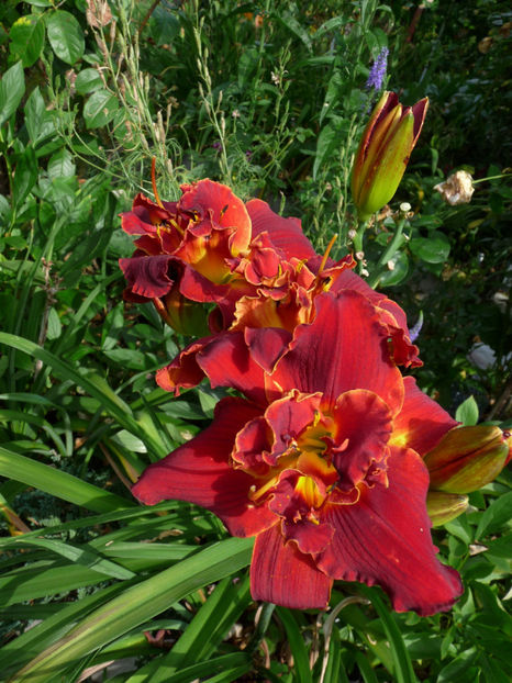  - Hemerocallis