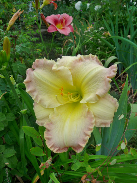  - Hemerocallis