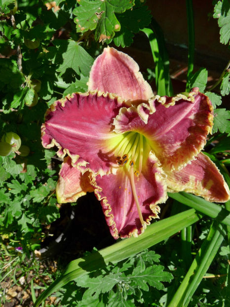  - Hemerocallis