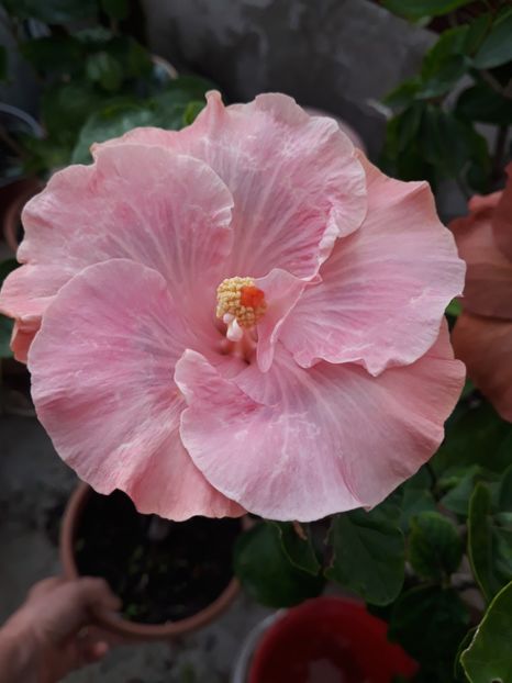  - 1- HIBISCUS 2019