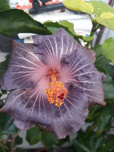  - 1- HIBISCUS 2019