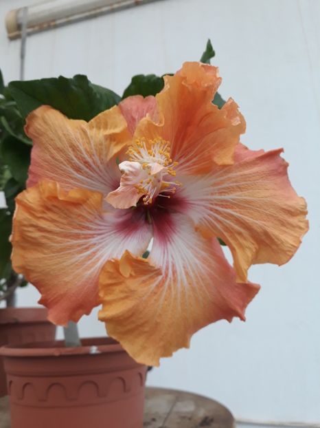  - 1- HIBISCUS 2019