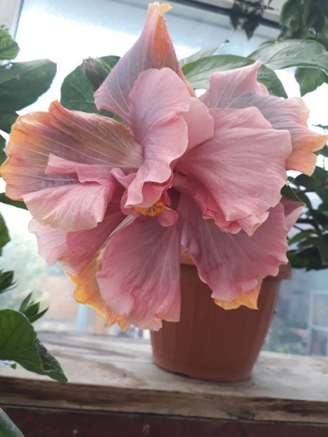  - 1- HIBISCUS 2019