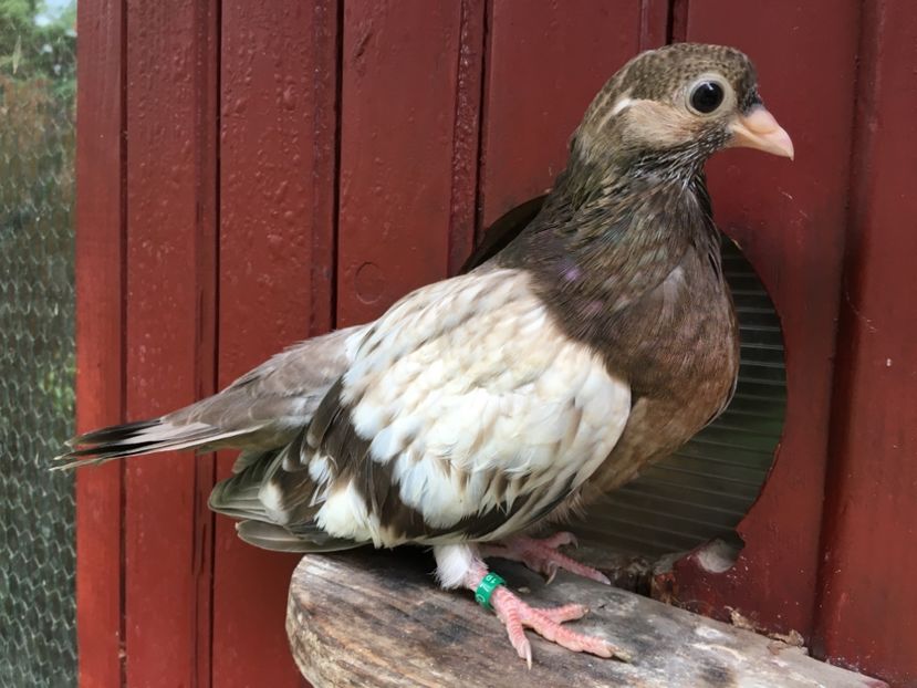 7D5C52BF-87EA-49A4-A33E-8E82BACBF642 - Zburator Dungat Romanesc 2019