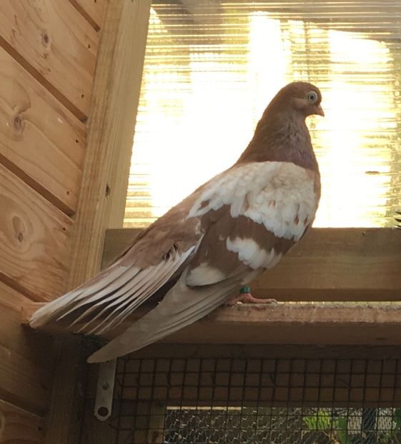 5D9AD4B2-B7EE-440C-B587-0B44A41E0716 - Zburator Dungat Romanesc 2019