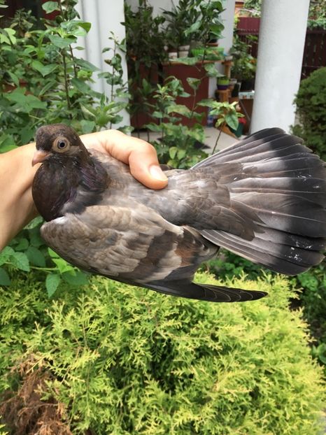 8D50FC5F-099A-481A-9218-3030E06BF955 - Zburator Dungat Romanesc 2019