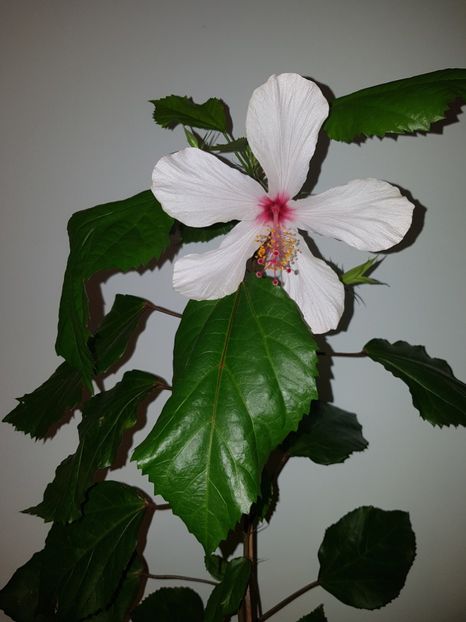  - Hibiscus Natal