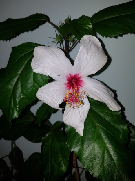  - Hibiscus Natal