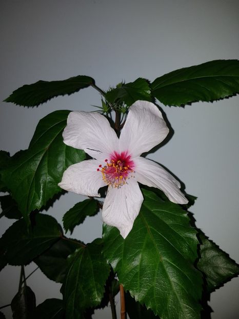  - Hibiscus Natal