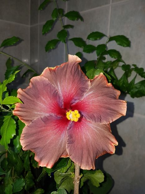  - Hibiscus Moorea Juan Lucas