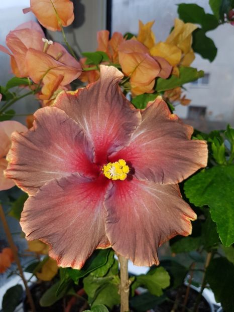  - Hibiscus Moorea Juan Lucas