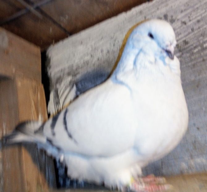  - - A - A - A - A - E N Y A 2019