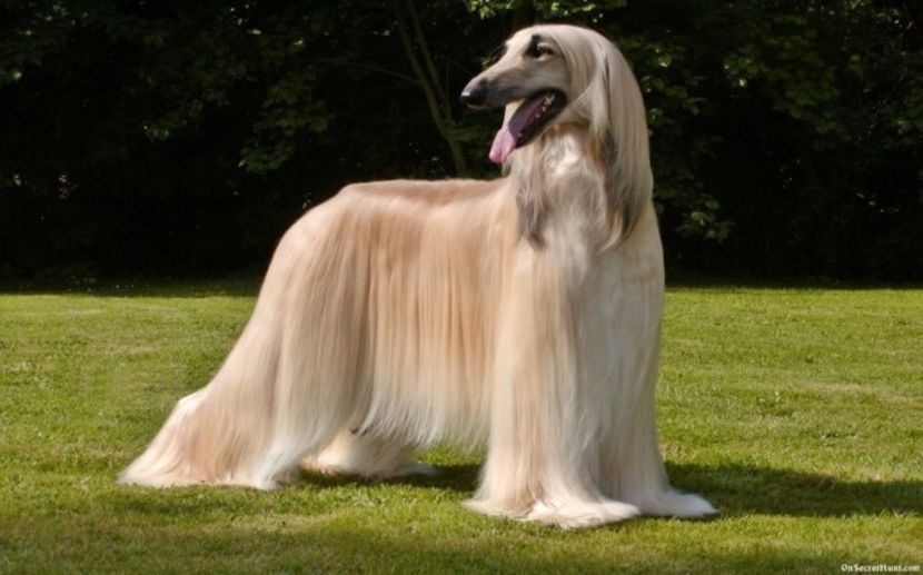 Training-of-Afghan-Hound - MARIETA BADESCU - ex SIRETEANU- sotie legitima pe timp limitat